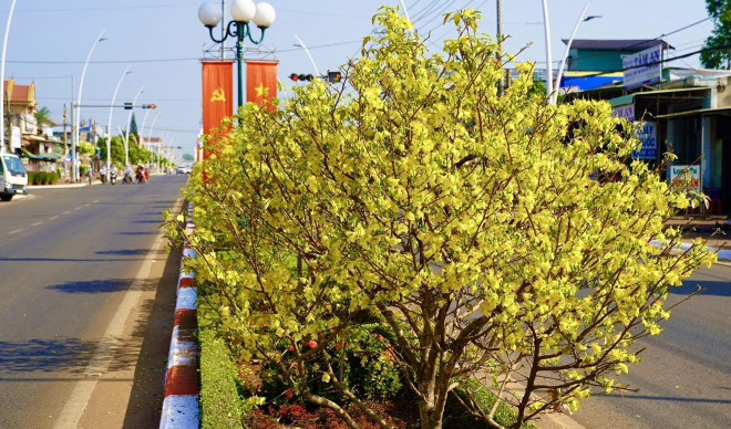 Hàng cây mai thử nghiệm đã tạo hiệu ứng tốt đẹp trong lòng người dân địa phương và du khách, đặc biệt là mỗi dịp xuân về.