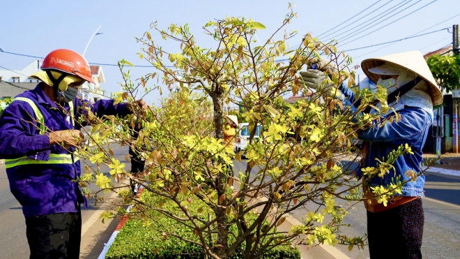 Độc đáo 900 cây mai làm dải phân cách trên quốc lộ 56 - 3