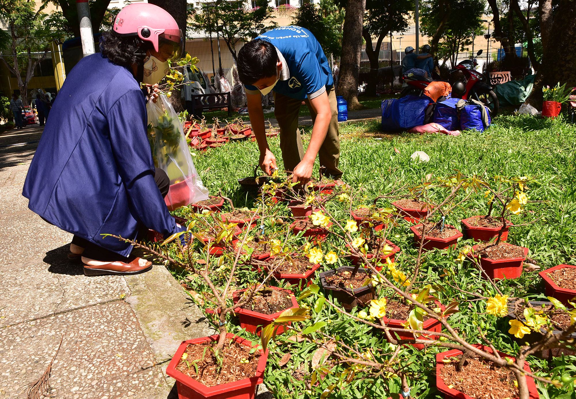 Một số chủ vườn cắt bỏ hoa, để lại phần gộc mang về dưỡng tiếp. Nhiều người thu gom những cành hoa cắt bỏ mang về trưng.