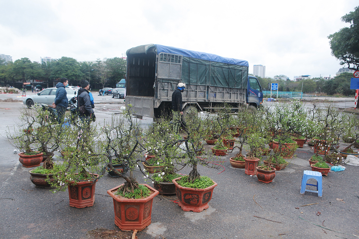 &#34;Đại hạ giá&#34; đào, mai vẫn ế, chủ hàng tuyên bố mang về, không để khách ép giá - 10