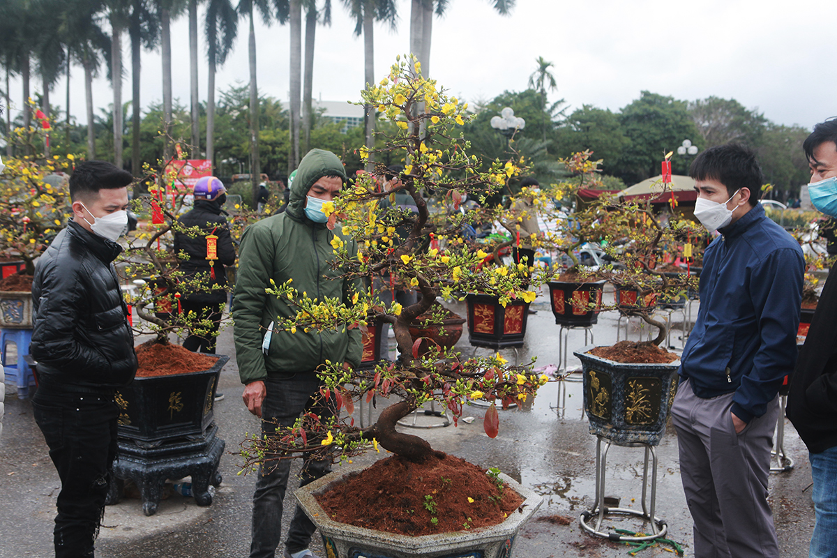 Một cây mai vàng miềm Nam có tuổi đời mấy chục năm, dáng trực, nhiều nụ rất nhiều khách đến xem “giờ bán 5 triệu nhưng không có khách mua, cách đây một tuần nó có giá trên&nbsp;&nbsp;20 triệu đồng”, người bán mai cho biết.