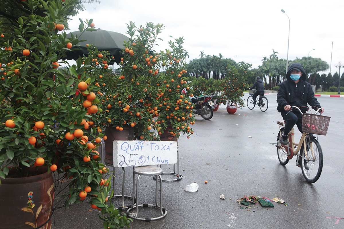 &#34;Đại hạ giá&#34; đào, mai vẫn ế, chủ hàng tuyên bố mang về, không để khách ép giá - 14