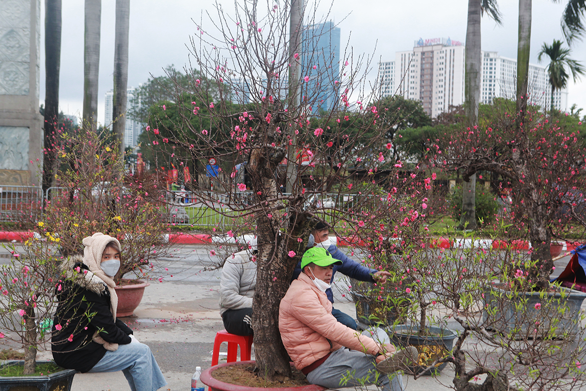 &#34;Đại hạ giá&#34; đào, mai vẫn ế, chủ hàng tuyên bố mang về, không để khách ép giá - 17