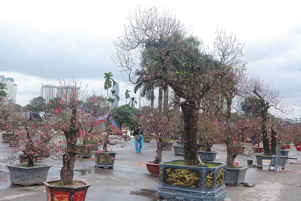 Đào, quất cũng trong tình trạng tương tự, các tiểu thương cho biết, năm nay do dịch nên sức tiêu thụ kém, mặc dù giá đào, quất đã giảm sâu nhưng vẫn ít khách, người kinh doanh hoa đang trong tình trạng ngồi "ngóng" khách đến xem hàng.