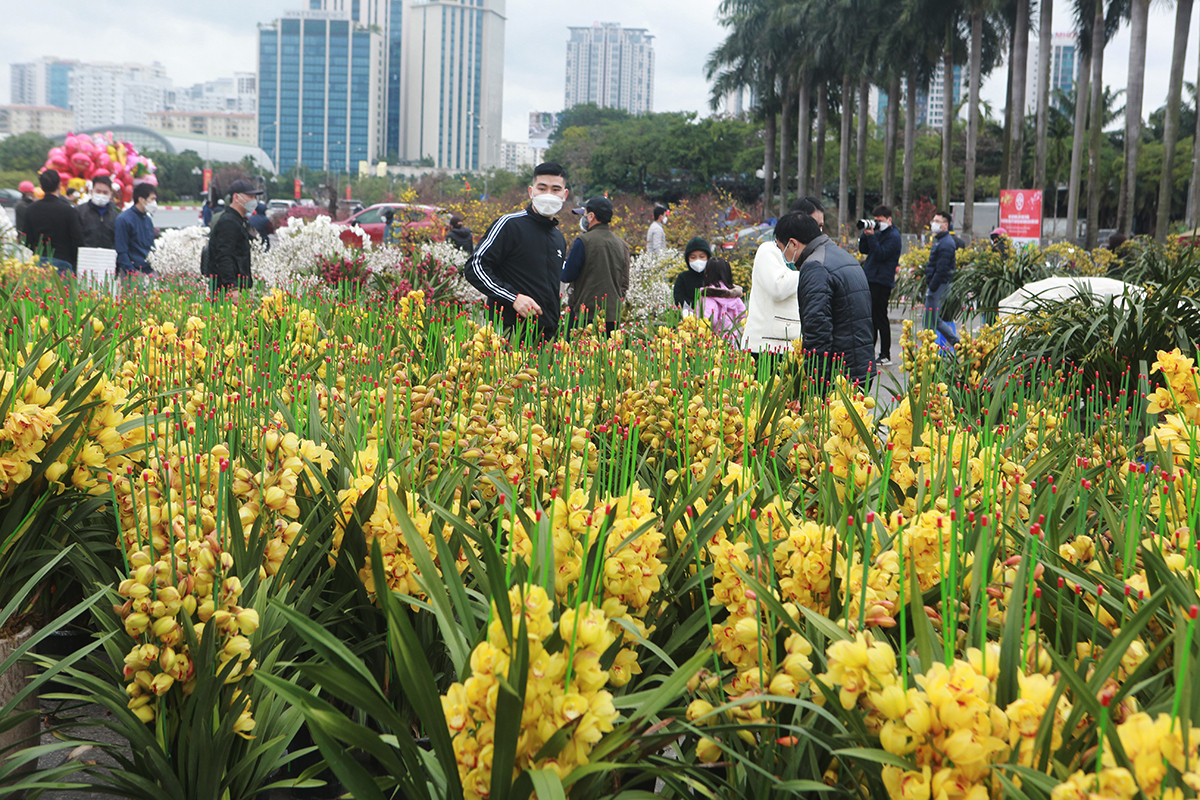 Ngoài những chậu lan to chưa bán được, nhà chị Hoa còn rất nhiều chậu lan nhỏ cũng ít khách hỏi mua . Những chậu lan này giờ giảm còn 500 nghìn đồng/ chậu, mấy hôm trước có giá 1,5 triệu/ chậu.