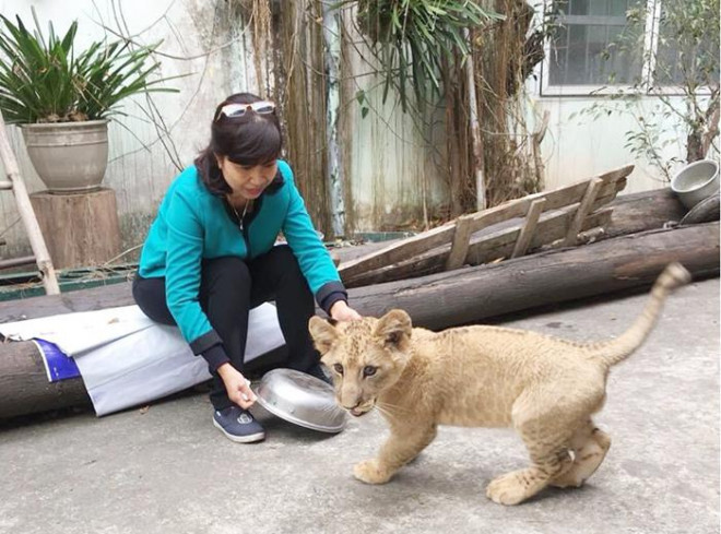 Bí mật nghề chăm sóc &#34;chúa sơn lâm&#34; - 1