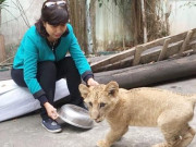 Tin tức trong ngày - Bí mật nghề chăm sóc &quot;chúa sơn lâm&quot;