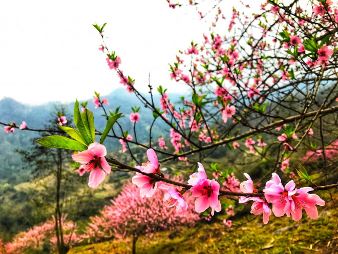 Sắc hoa làm xao xuyến lòng người.