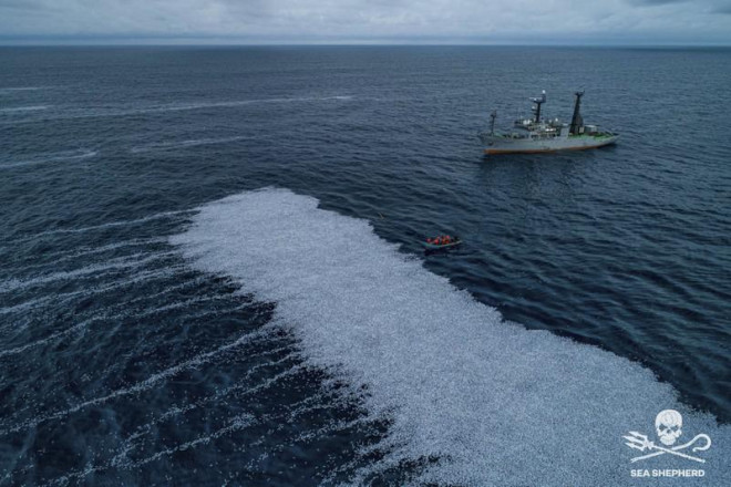 Hơn 100.000 con cá chết tràn ra bờ biển Pháp. Ảnh: SEA SHEPHERD