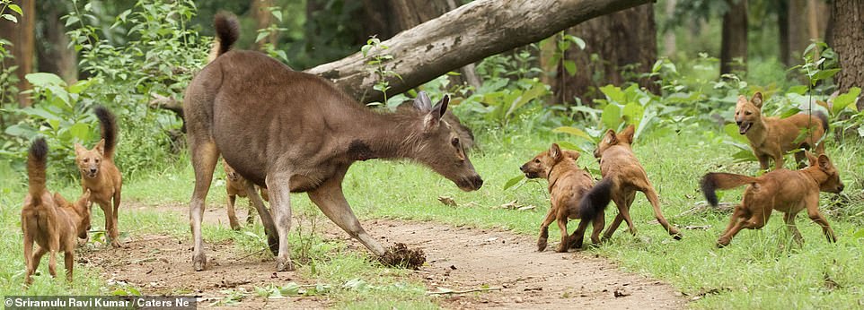 Bị đàn sói lửa bao vây, nai mẹ một mình chống chọi bảo vệ con - 2