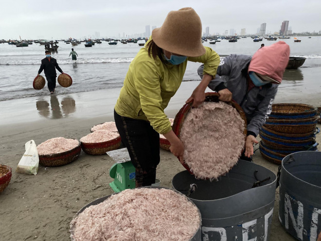 Ruốc mắm thường được thương lái mua để phơi khô hoặc làm mắm ruốc. Giá loại ruốc này thường rẻ hơn. Sáng 8-2, giá ruốc mắm thu mua tại chỗ khoảng từ 15.000 đến 20.000 đồng/kg