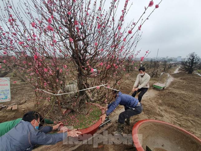 Trong ảnh là gốc đào cho một doanh nghiệp thuê với giá 25 triệu đồng. Dù đào vẫn đẹp nhưng đã được người thuê trả lại.