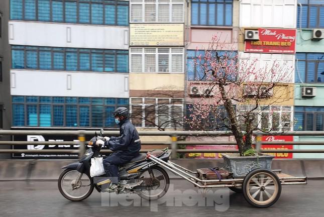 Những ngày này, nhiều chuyến xe của người Nhật Tân đã hối hả vận chuyển các gốc đào trở lại vườn.