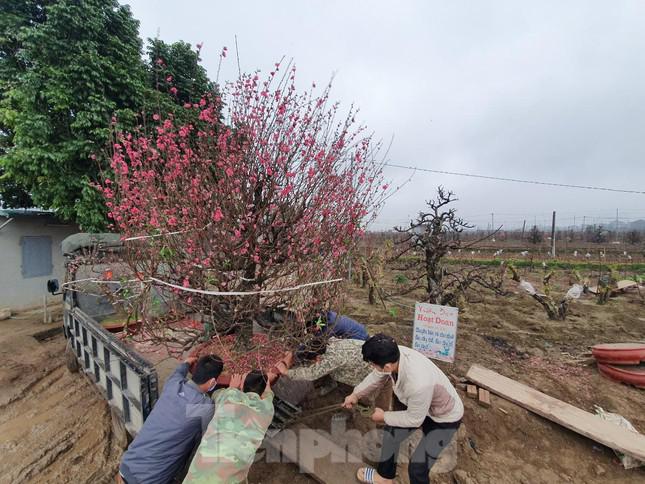 ...chỉ có số ít mua đứt nhưng những chủ đào đều có địa chỉ liên lạc để sau Tết lại đi gom về chăm sóc.