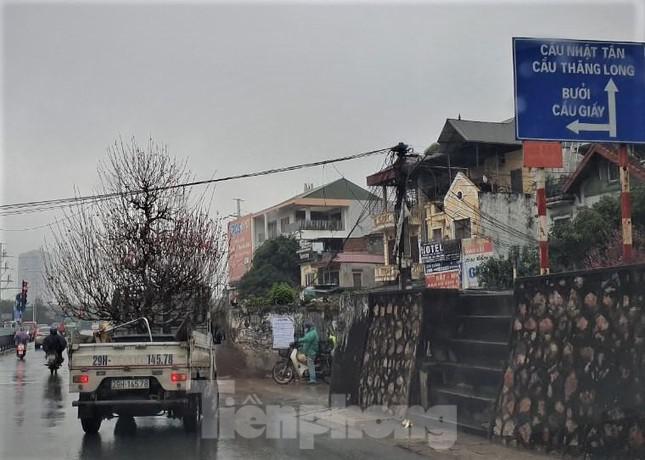 Dọc con đường nối từ đê Âu Cơ ra cánh đồng làng Nhật Tân luôn tấp nập người xe qua lại vận chuyển những gốc đào về vườn.