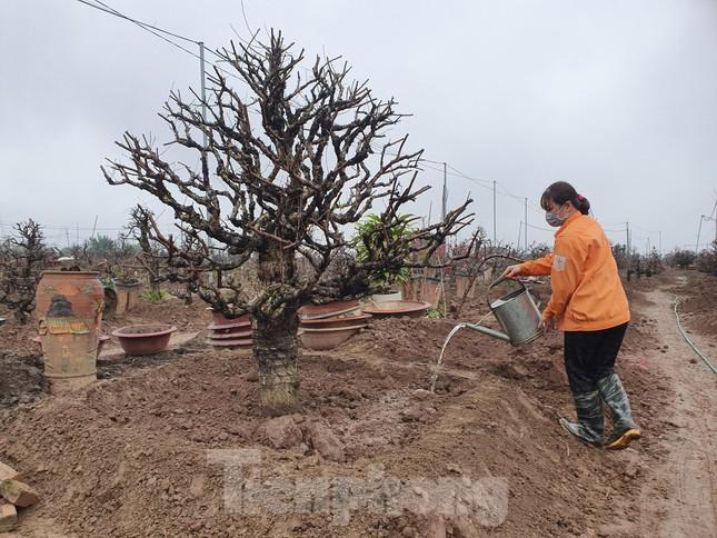 Sau một vài ngày trồng xuống xuống, đào cần được tưới nước và theo dõi hằng ngày, khi có dấu hiệu nảy mầm thì tiến hành ghép mắt.