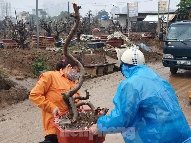 Tỷ lệ sống của những gốc đào gom về để chăm sóc chỉ đạt khoảng 50%.