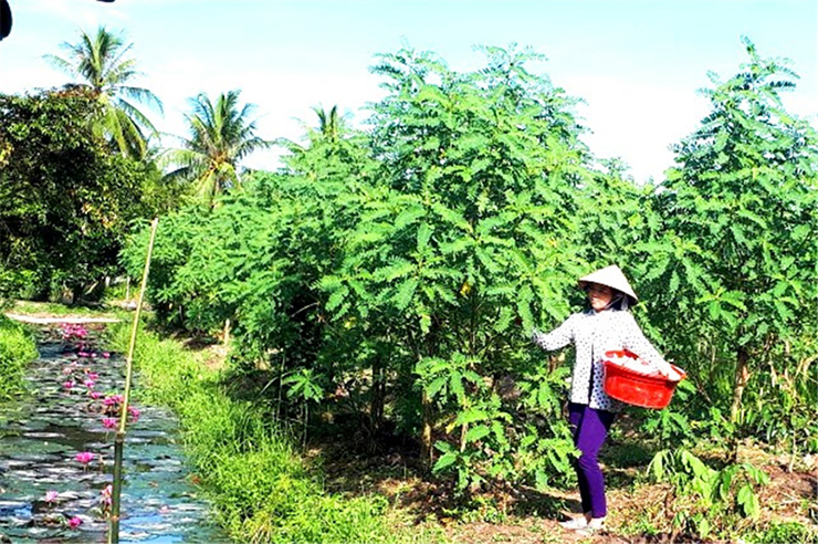 Mấy năm nay, các tỉnh miền Tây chuyển đổi cơ cấu cây trồng mang lại hiệu quả kinh tế cao bằng việc mở rộng quy mô trồng cây so đũa
