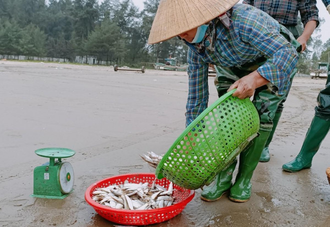 Giá cả năm nay cao hơn năm trước nhưng sản lượng thời điểm này chưa nhiều...