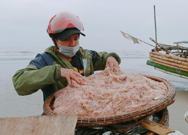 ...vì thế, mỗi khi có tàu cập bờ, các thương lái đều thu gom hết để mang lên các chợ ở TP Thanh Hóa bán