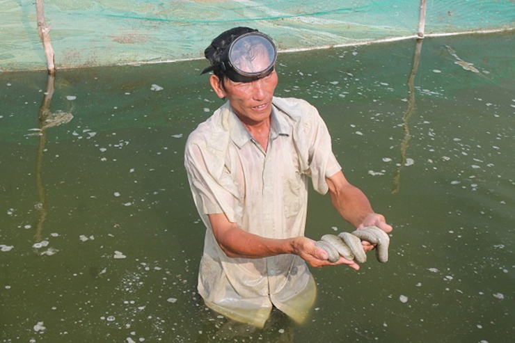 Tuy nhiên, việc đánh bắt quá mức đã dẫn đến sụt giảm nghiêm trọng trữ lượng hải sâm ngoài tự nhiên. Do đó, người dân ở đây bắt đầu mày mò nghiên cứu và nuôi hải sâm&nbsp;
