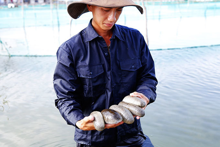 Hải sâm ăn mùn bã hữu cơ, làm sạch nền đáy, cải thiện môi trường ao nuôi, đặc biệt là ao đìa trước đây nuôi trồng thủy sản, có nhiều mầm bệnh ô nhiễm.
