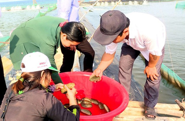 Giá bán hải sâm cao dao động khoảng 500.000 đồng - 600.000 đồng/kg, luôn trong tình trạng cháy hàng.&nbsp;
