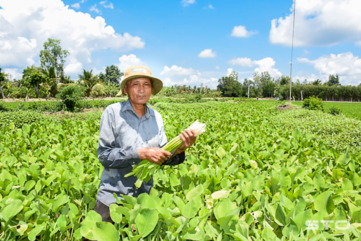 Cây này dễ trồng, chi phí thấp, không tốn công chăm sóc và ít rủi ro, cho thu nhập quanh năm
