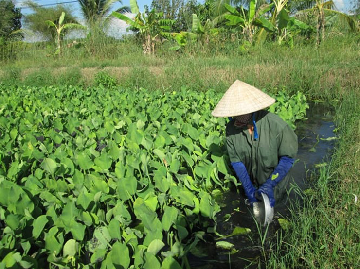 Xưa kia, rau kèo nèo chủ yếu cho lợn và gia cầm ăn. Sau này, một số người dân hái về để làm món ăn dân dã
