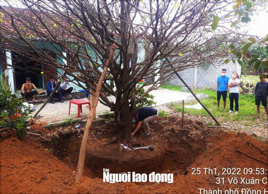 Cây mai trong mảnh vườn của gia đình anh Nguyễn Dũng và Nguyễn Tý - thời điểm 2 anh này vắng nhà, có nhóm người vào đào trộm, mang đi bán