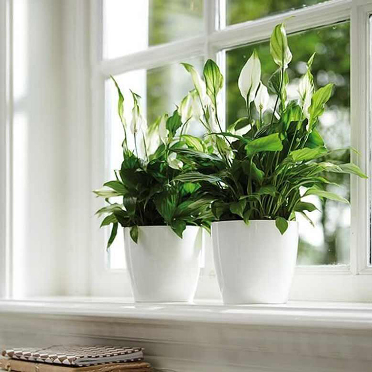 Cây lan ý là một trong những loại cây có tác dụng thanh lọc không khí trong nhà, phù hợp nhất cho khu vực làm việc, nơi có năng lượng kém
