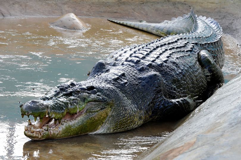 Cá sấu Lolong bị bắt sống vào tháng 9.2011.