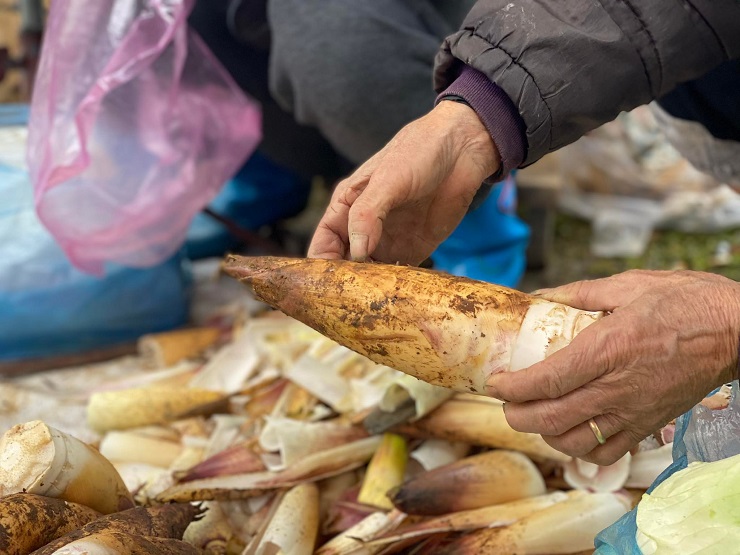 Măng đắng hay còn gọi là măng vầu được coi là loại rau rừng đặc sản của các tỉnh vùng cao Tây Bắc. (Ảnh: Hương Ly).