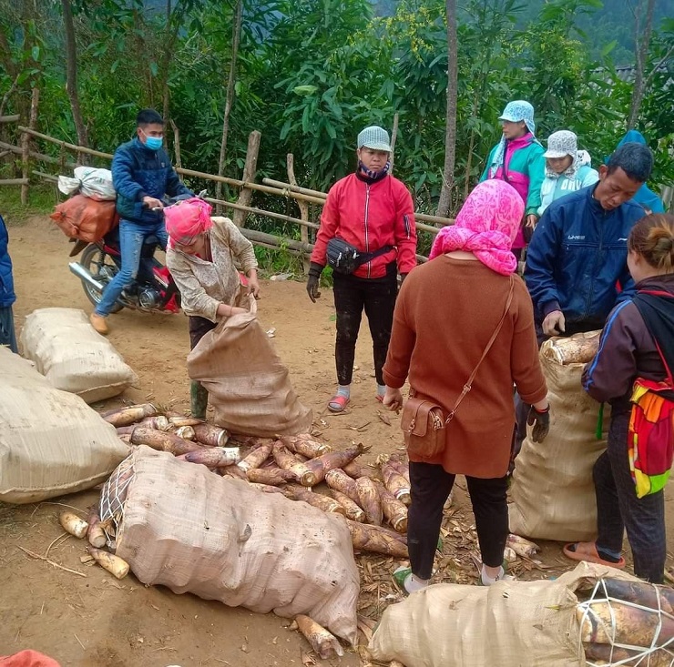 Bà con vùng cao mang măng vầu đến điểm cân măng để bán cho thương lái. (Ảnh: Vinh Nông).