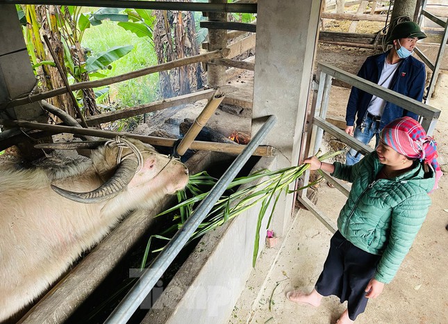 Chủ tịch UBND xã Y Tý Tráng A Lử cho biết, mùa Đông Xuân năm nay, 100% các hộ chăn nuôi trong xã đã hoàn toàn chủ động phòng, chống đói rét cho đàn gia súc của gia đình mình. Hiện nay, Y Tý có tổng đàn gia súc 5.220 con, với trên 1.300 con trâu, 101 con ngựa, 215 con dê, 13 con bò…