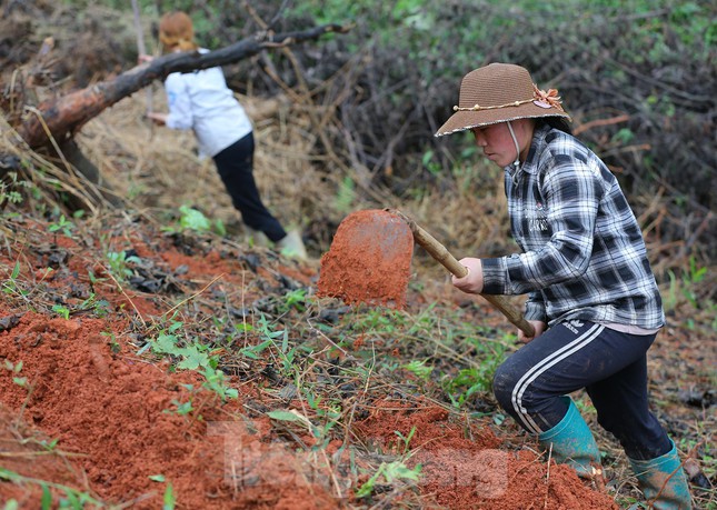 Chị Tẩn Tà Mảy ở huyện Bát Xát chia sẻ:" Lâu lắm rồi chúng tôi mới đón đợt lạnh khắc nghiệt như thế này, nhưng công việc thì chúng ta vẫn phải làm không dừng được, tôi đi làm thuê cuốc đất trồng cỏ voi xanh cho vật nuôi ăn, được trả công 3 đến 5 triệu/tháng".