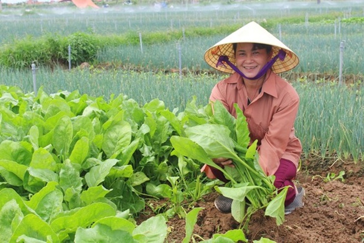 Đây là loại rau nhìn ngoài bình thường nhưng lại có giá trị cao đưa về nguồn thu lớn.
