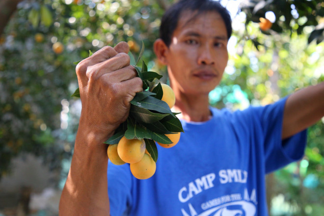 &#34;Đã mắt&#34; với vườn thanh trà trĩu quả ở miền Tây - 5