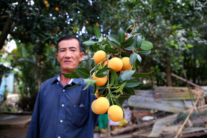 &#34;Đã mắt&#34; với vườn thanh trà trĩu quả ở miền Tây - 12