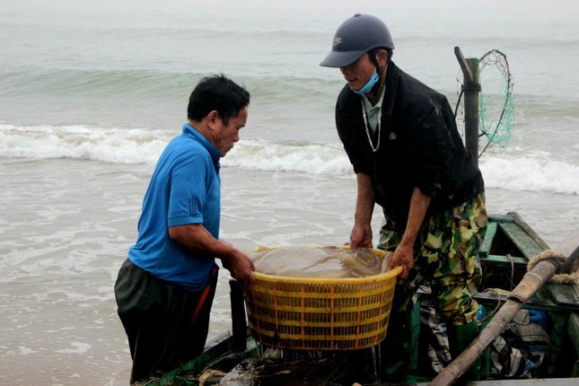 Từ cuối tháng Giêng đến tháng 3 (Âm Lịch), ngoài các loại cá, ngư dân vùng bãi ngang Hà Tĩnh tất bật cho mùa đánh bắt và chế biến sứa biển.