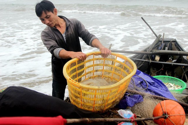 Thời điểm này, sứa bắt đầu vào vụ thu hoạch. Chỉ cần ra khơi 1-3 hải lý là ngư dân có thể thả lưới đánh bắt. Ngư dân cho biết, những ngày này, họ thường ra khơi từ 4h - 5h sáng để bắt sứa.