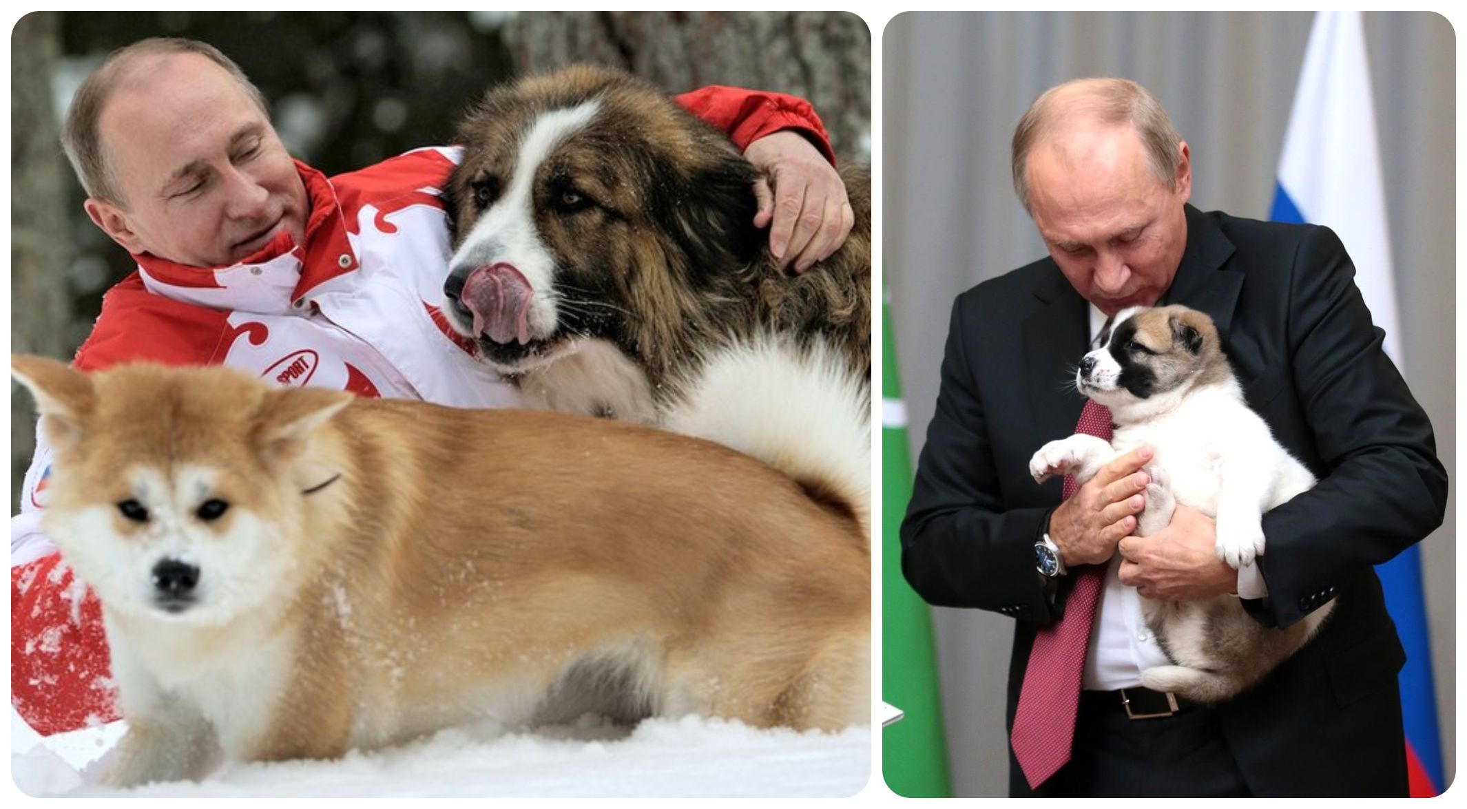 Tổng thống Nga Putin là một người yêu quý động vật, đặc biệt là những chú chó cưng (ảnh: Daily Mail)