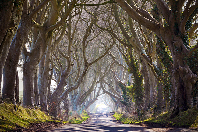 Dark Hedges Ireland: Con đường rợp bóng cây ở Bắc Ireland này rất nổi tiếng bởi&nbsp;từng xuất hiện trong Phần 1 của bộ phim "Trò chơi vương quyền". Trông nó giống như bối cảnh&nbsp;của một bộ phim&nbsp;kinh dị.&nbsp;
