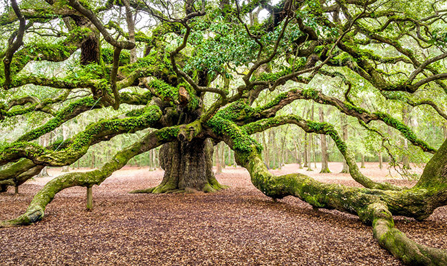 Angel Oak, Nam Carolina: Cây sồi cổ thụ&nbsp;đồ sộ này cao khoảng sáu tầng, và có tuổi đởi từ 300 đến 400 năm, nằm cách trung tâm thành phố Charleston 25 phút lái xe. Chỉ cần đỗ xe ở một khu đất liền kề và bước ra khỏi xe, bạn sẽ không nghe thấy gì ngoài tiếng dế, chim hót và ngọn cây xào xạc trong gió nhẹ.
