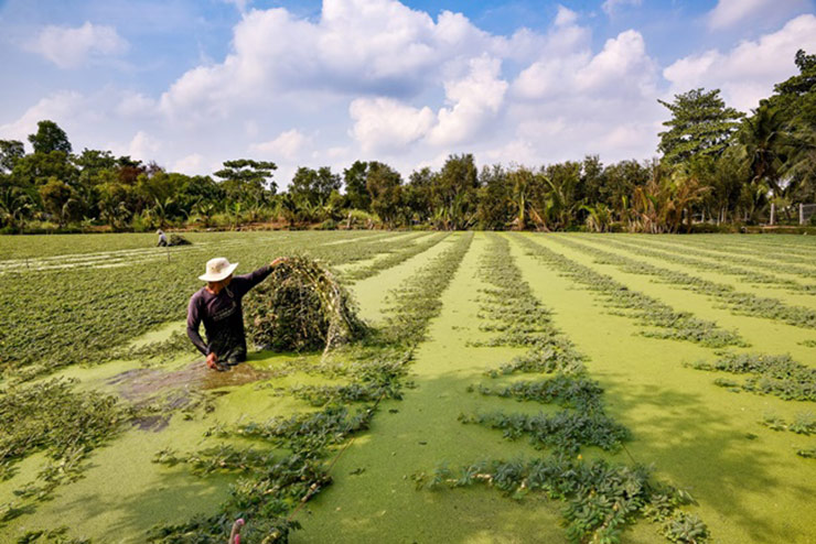 Hay ông Đào Văn Hải (nông dân trồng rau rút) cho hay, ông trồng 0,7ha, mỗi ngày thu được 50kg. Giá bán 20.000 đồng - 22.000 đồng/kg nên ông có thể thu 1 triệu đồng/ngày.
