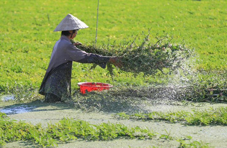 Rau rút là rau dễ trồng, chỉ cần cắm xuống, quấn vào dây sau độ chục ngày là có thể thu hoạch được.
