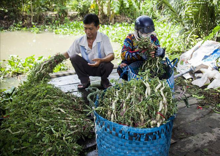 Tại các tỉnh miền Tây, nhiều hộ nông dân đã mang rau rút về trông và có nguồn thu nhập kha khá.&nbsp;
