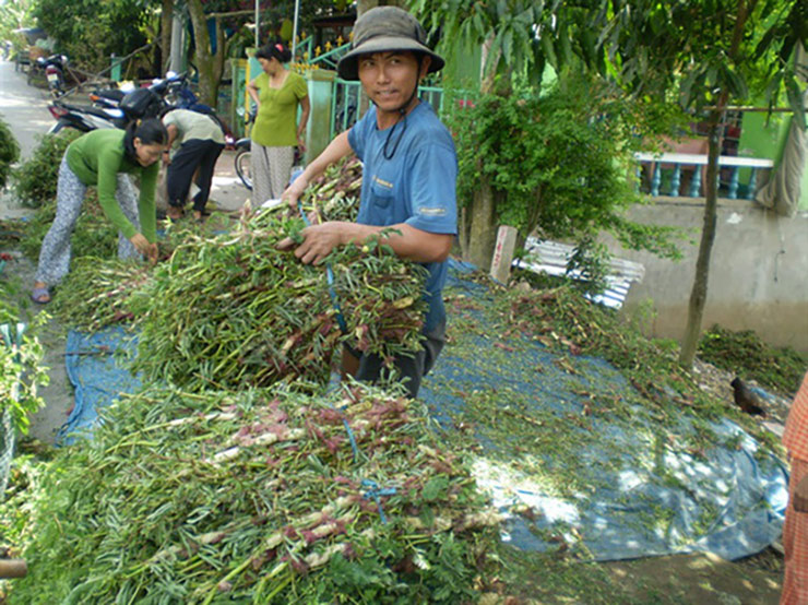 Trên chợ mạng, rau rút có giá khoảng 90.000 đồng/kg
