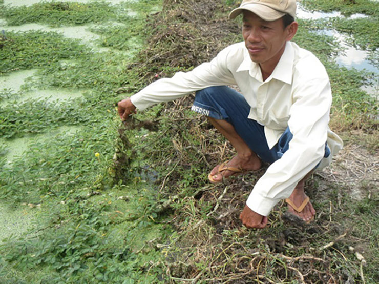 Ông Phan Văn Sỏi (ở huyện Trà Ôn, Vĩnh Long) có 6 công ruộng thả rau nhút trong bờ bao. Ông cho biết bình quân mỗi tháng ông thu nhập trên 30 triệu đồng, trừ hết các chi phí gồm phân, thuốc và công lao động còn lời khoảng 25 triệu đồng. So với trồng lúa lợi nhuận cao gấp 6 lần.
