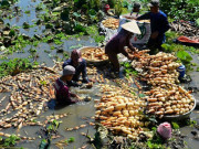 Thị trường - Tiêu dùng - Thứ mọc đầy đồng có nơi ví như nhân sâm, trồng kiếm hàng trăm triệu